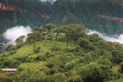 Yungas, el lado verde de Jujuy