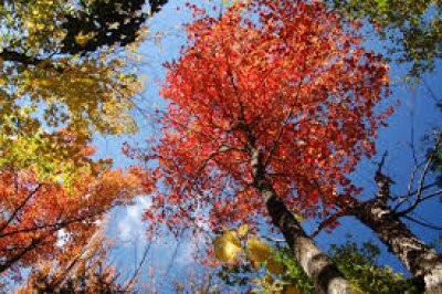 Tambien hay "foliage" ac&aacute; en el Sur
