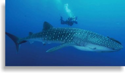 Isla Holbox
