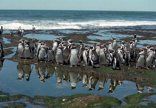 Las colonias m&aacute;s importantes del continente. Aprendizaje y diversi&oacute;n en las ping&uuml;ineras patag&oacute;nicas