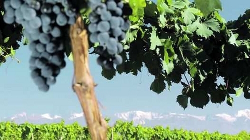 Mundo vino