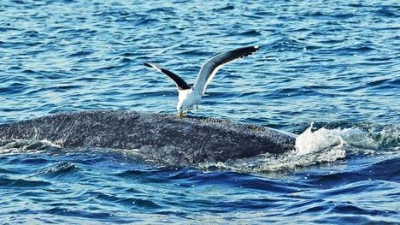 Para cuidar a las ballenas, van a matar gaviotas con la Polic&iacute;a