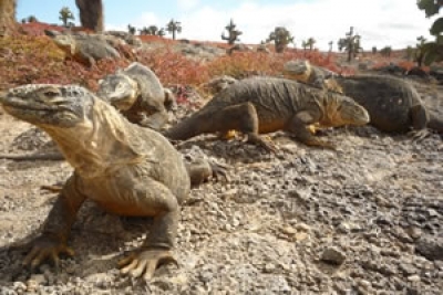 Tras los animales de Gal&aacute;pagos