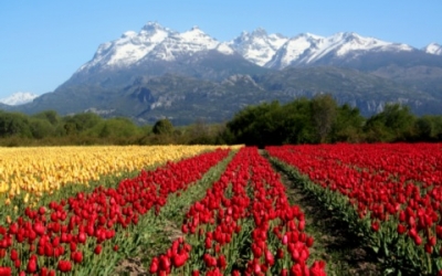 El ed&eacute;n argentino de los tulipanes