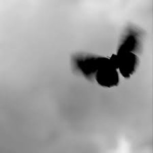 El efecto mariposa
