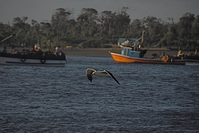 Parque Tantauco: la ruta imperdible de Chilo&eacute;