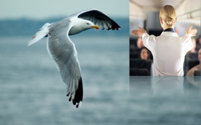 &iquest;La aviaci&oacute;n es un estilo de vida o un trabajo?