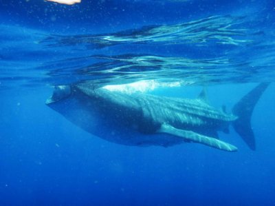 Comienza temporada de avistamiento de tibur&oacute;n ballena