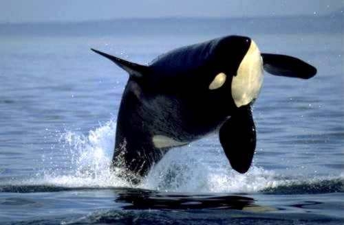 Vald&eacute;s, la pen&iacute;nsula de las orcas