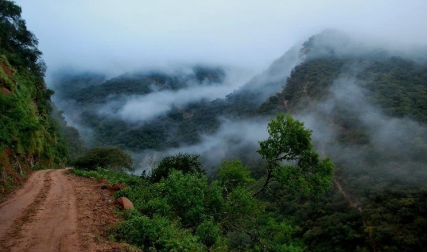 Selva de las Yungas o Nuboselva- Jujuy, Salta, Tucum&aacute;n y Catamarca.