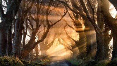 El t&uacute;nel de &aacute;rboles de The Dark Hedges