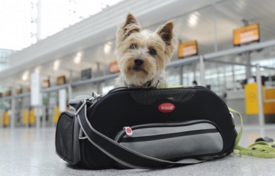 Viajar con animales de compa&ntilde;&iacute;a