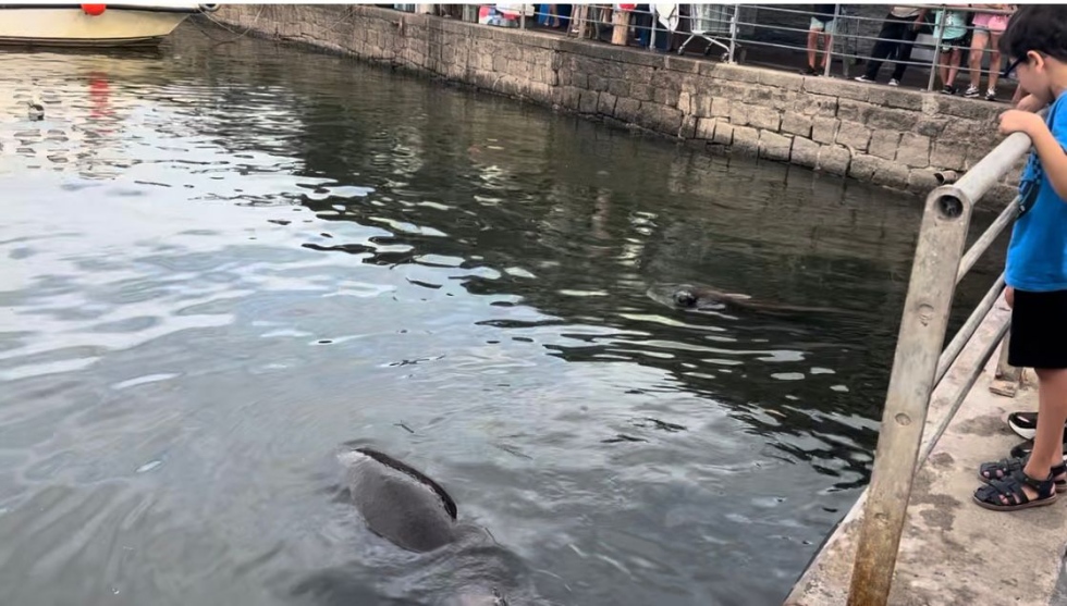 Lobos marinos en el Puerto de Punta del Este son la atracci&oacute;n de ni&ntilde;os y adultos
