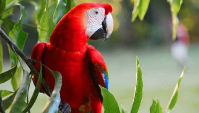 Honduras, el para&iacute;so de la biodiversidad