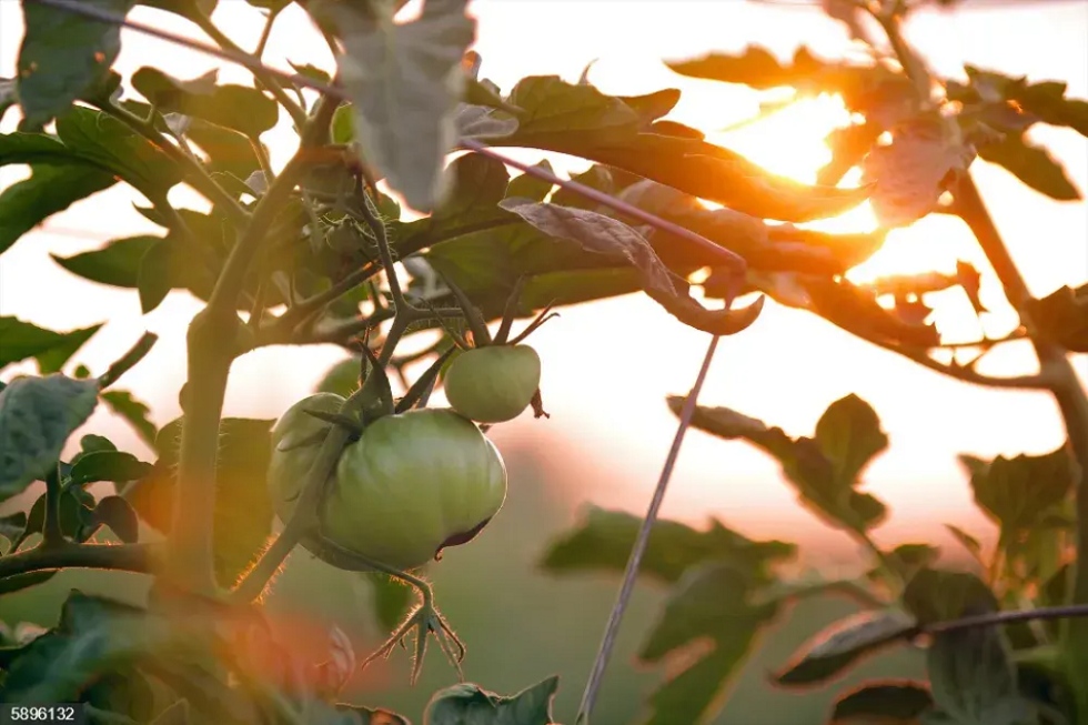 FiturNext anuncia su Reto 2025: C&oacute;mo el turismo puede contribuir a la gesti&oacute;n sostenible de los alimentos