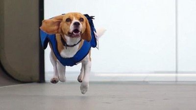 El perro que encuentra a los pasajeros que han olvidado un objeto en el avi&oacute;n