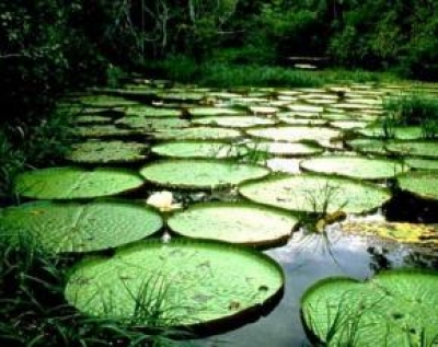 La Amazonia ser&aacute; un multidestino de turismo sostenible