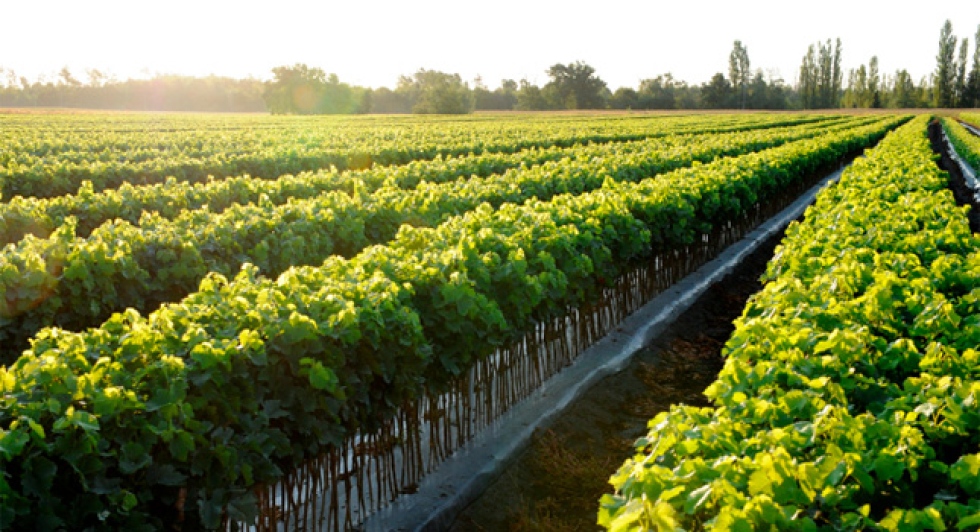 Vivero de Centro Vitis en Durazno.