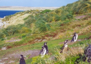 Sobre Las Malvinas y la buena fe