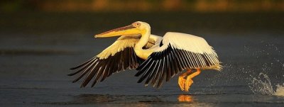 Un pel&iacute;cano en el delta del Danubio, un inmenso humedal que alberga un para&iacute;so salvaje con mucho potencial tur&iacute;stico