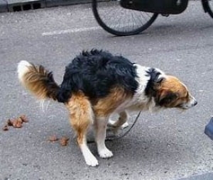 Incentivos en China: ganar&aacute;n oro por recoger excrementos de perro