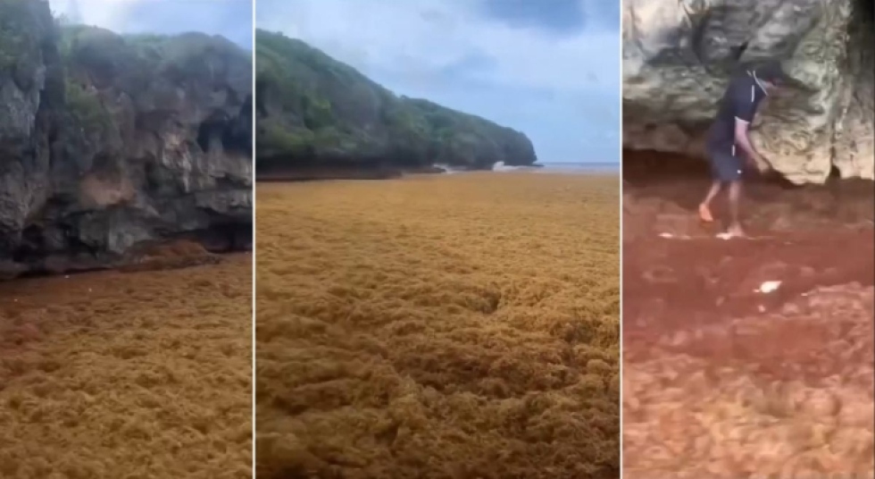 Preocupaci&oacute;n entre empresarios y turistas de la pen&iacute;nsula de Saman&aacute; por la invasi&oacute;n de sargazo
