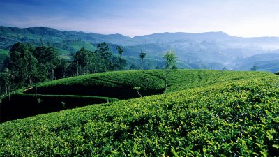 La Ruta del t&eacute; de Ceil&aacute;n