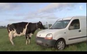 &iquest;La vaca siempre gana?