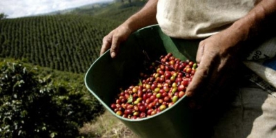 Cafetales de Colombia quieren ser patrimonio mundial de la humanidad. La Unesco incluy&oacute; su candidatura