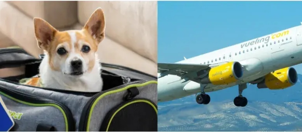 Vueling registra un 57% m&aacute;s de vuelos con mascotas en los &uacute;ltimos cinco a&ntilde;os