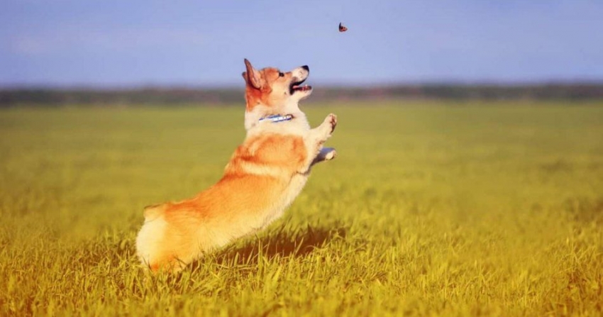 El perro de un ex Subsecretario de Turismo en Uruguay caz&oacute; una mosca