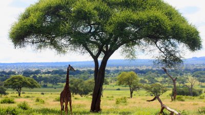 Tarangire, el eterno ef&iacute;mero de Tanzania