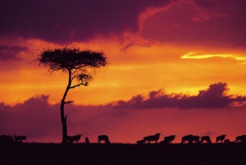 Kenia: "Mejor destino de ecoturismo del mundo" en la feria "World Trade Fair" 